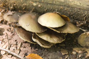 beige-mushroom