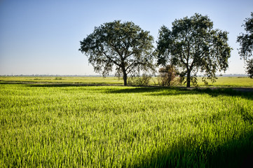 Fototapeta na wymiar Rice fields california
