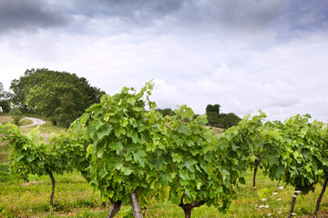 Fototapeta na wymiar Vigne, vin, vignoble, raisin, culture, viticole, nature