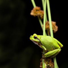 Tree frog crawling