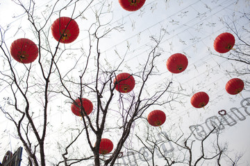 Red lantern on the tree in chinese new year