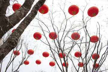 Red lantern on the tree in chinese new year