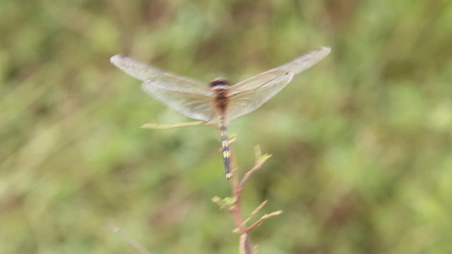 Back view of dragonfly in windy day