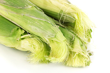 Fresh corn cobs isolated on white