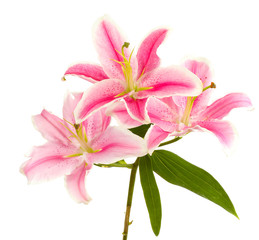 Naklejka na ściany i meble piękna różowa lilia, na białym tle