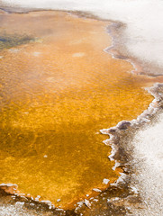 A mat of thermophilic bacteria at the edge of Emerald Pool