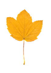 yellow maple leaf isolated on white