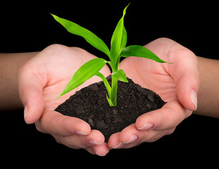 plant in hands