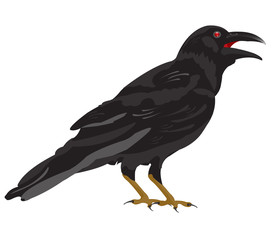 Black raven
