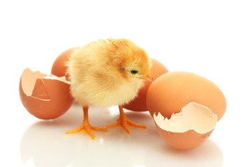beautiful little chicken, eggshell and eggs isolated