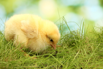 beautiful little chicken on green grass in garden
