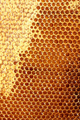 yellow beautiful honeycomb with honey, background
