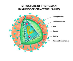 Diagram of the HIV virus. Vector - obrazy, fototapety, plakaty