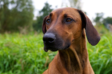 headshot rhodesian ridgeback dog