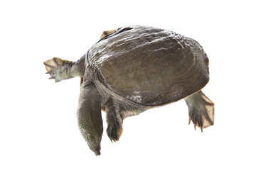 Obraz premium Suppon