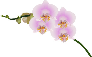 Naklejka na ściany i meble isolated branh with four light pink flowers