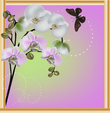light pink orchid flowers in gold frame