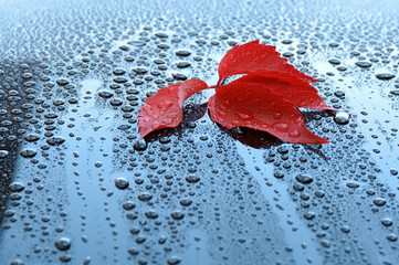 Water drops on car paint with autumn leaf