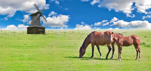 horse and foal near windmill