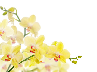 composition with isolated lemon yellow orchids