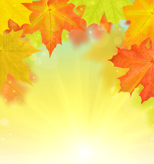 bright autumn maple leaves half frame