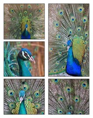 Beautiful peacock - Collage