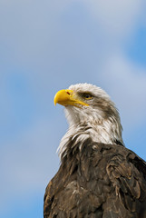 Fototapeta premium Bald Eagle
