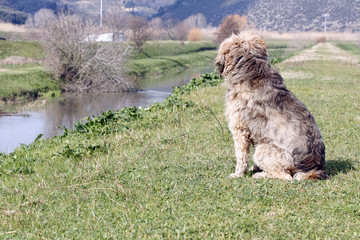 cane sulla sponda del fiume assorto
