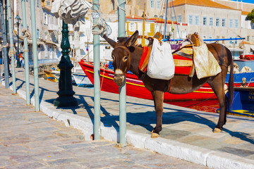 Beautifull donkey posing in Hydra island Saronikos Gulf Greece