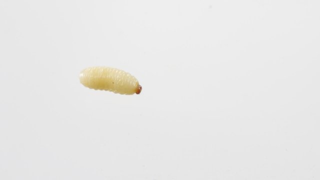 white worm