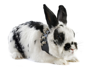 dwarf Rabbit with collar