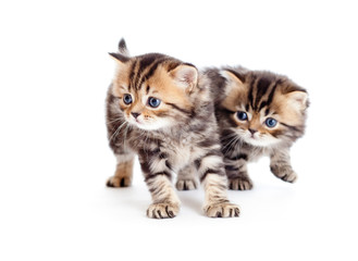 two british kittens isolated on white