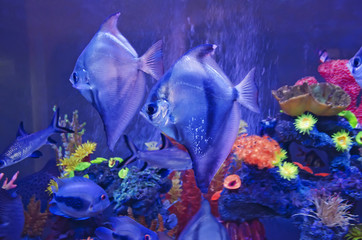 Fototapeta na wymiar Exotic fish in aquarium close-up