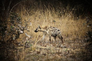spotted hyena