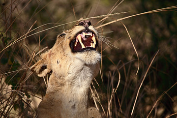 lioness