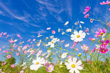 Cosmos flower and the sky