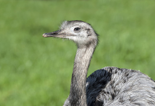 Close up of a Greater Rhea