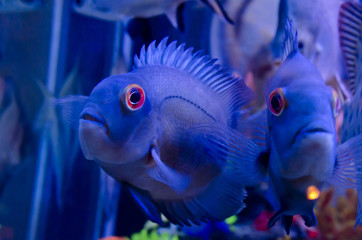 Exotic fish in aquarium close-up