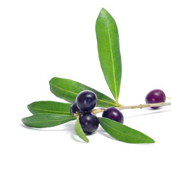 branch of olive tree