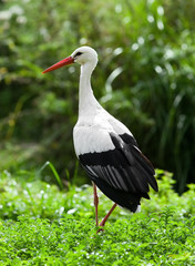 white stork