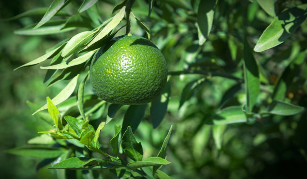 Fototapeta Fresh green lime on tree