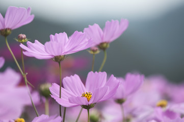Fototapeta premium Pink flowers