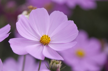 Pink flowers