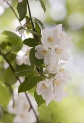 flowering apricots