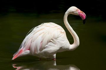 flamant rose du chili