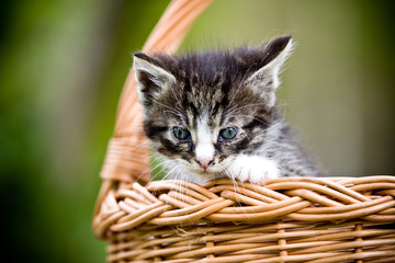 Fototapeta na wymiar Mały kotek
