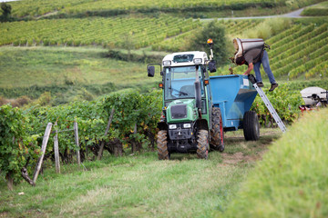 Naklejka premium Tractor in vineyard
