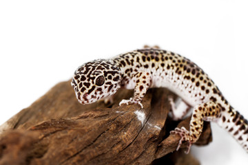 Naklejka premium leopard gecko