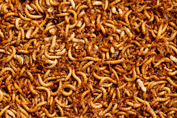 mealworms