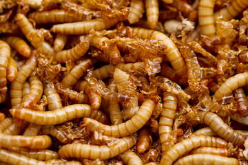 mealworms